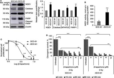 MTHFD2 Blockade Enhances the Efficacy of β-Lapachone Chemotherapy With Ionizing Radiation in Head and Neck Squamous Cell Cancer